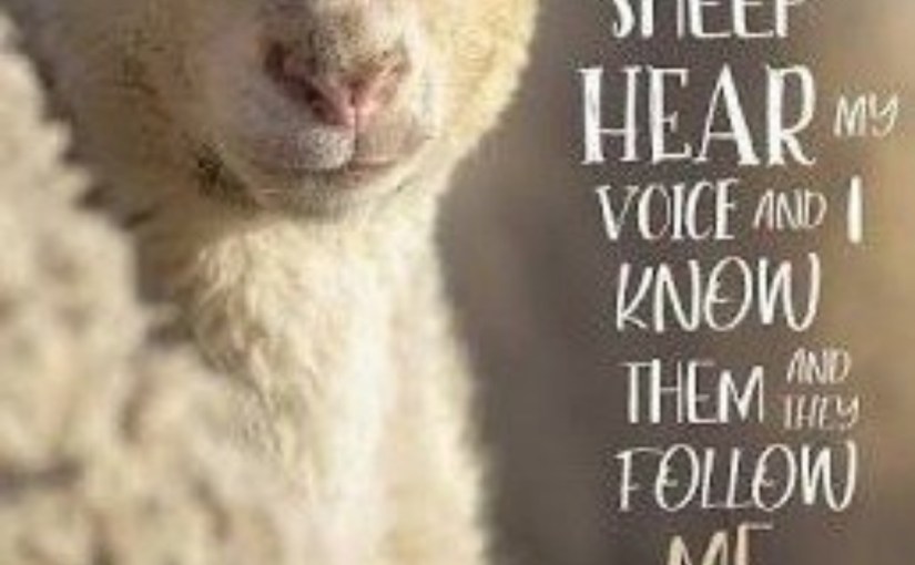 God’s Sheep Hear His Voice . Why Are There Prophets? Because Prophets Are Chosen And Gifted To Hear And See Things Not Normally&nbsp;Seen.