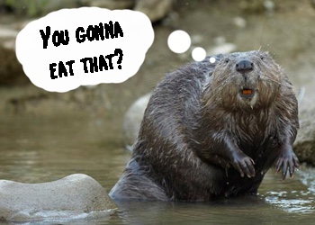 You Are What You Eat,Are You A Beaver’s&nbsp;Butt?